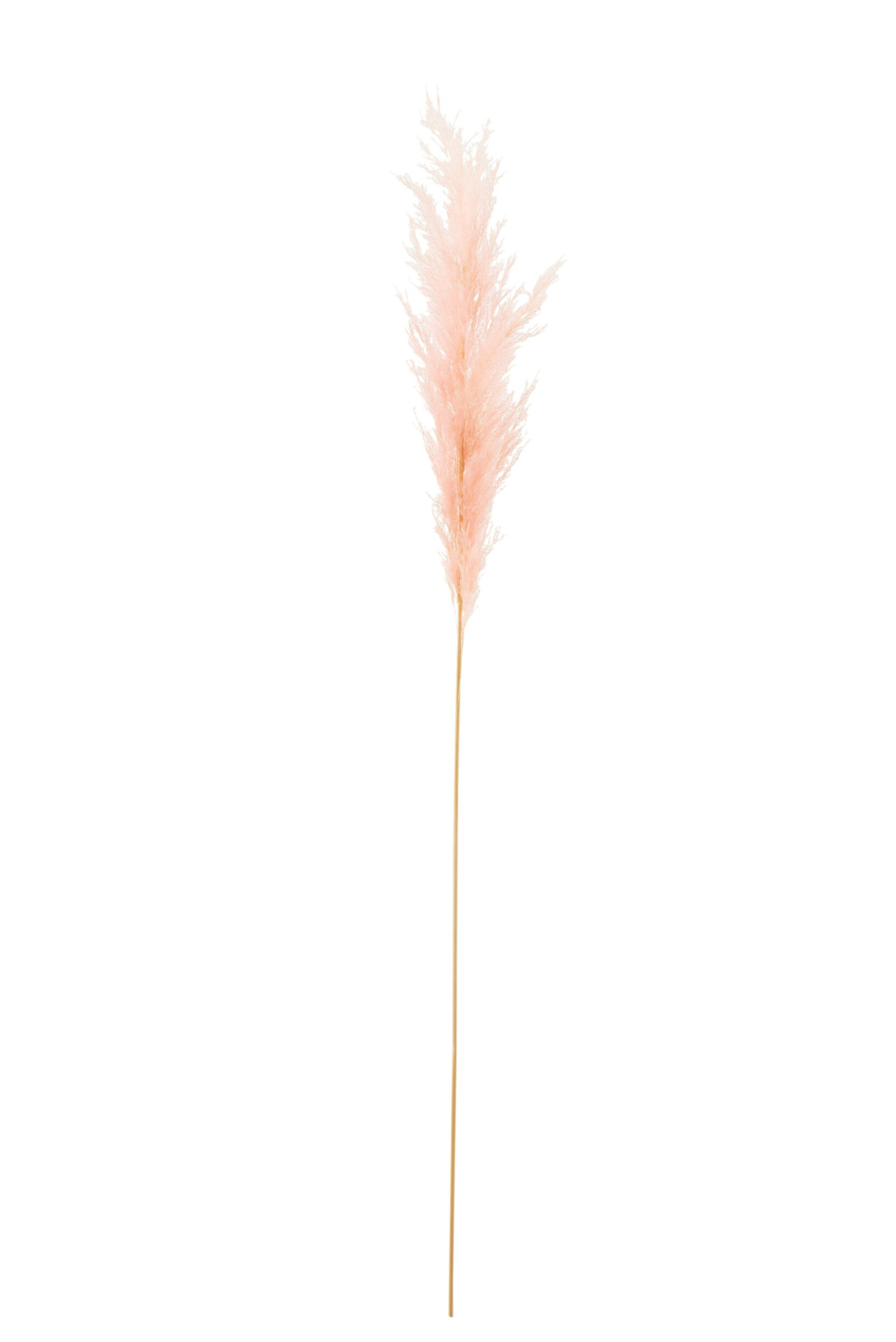 Droogbloemen Furmero Roze - Afbeelding 2