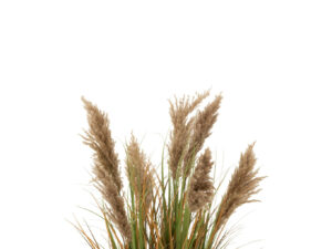 Droogbloemen Leekang Pvc Groen