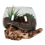 Decoratie Leeds teak naturel met glazen terrarium en houten voet, gevuld met groene planten