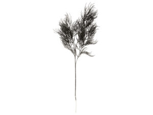 Kunstplant Gredona Zwart H86 cm