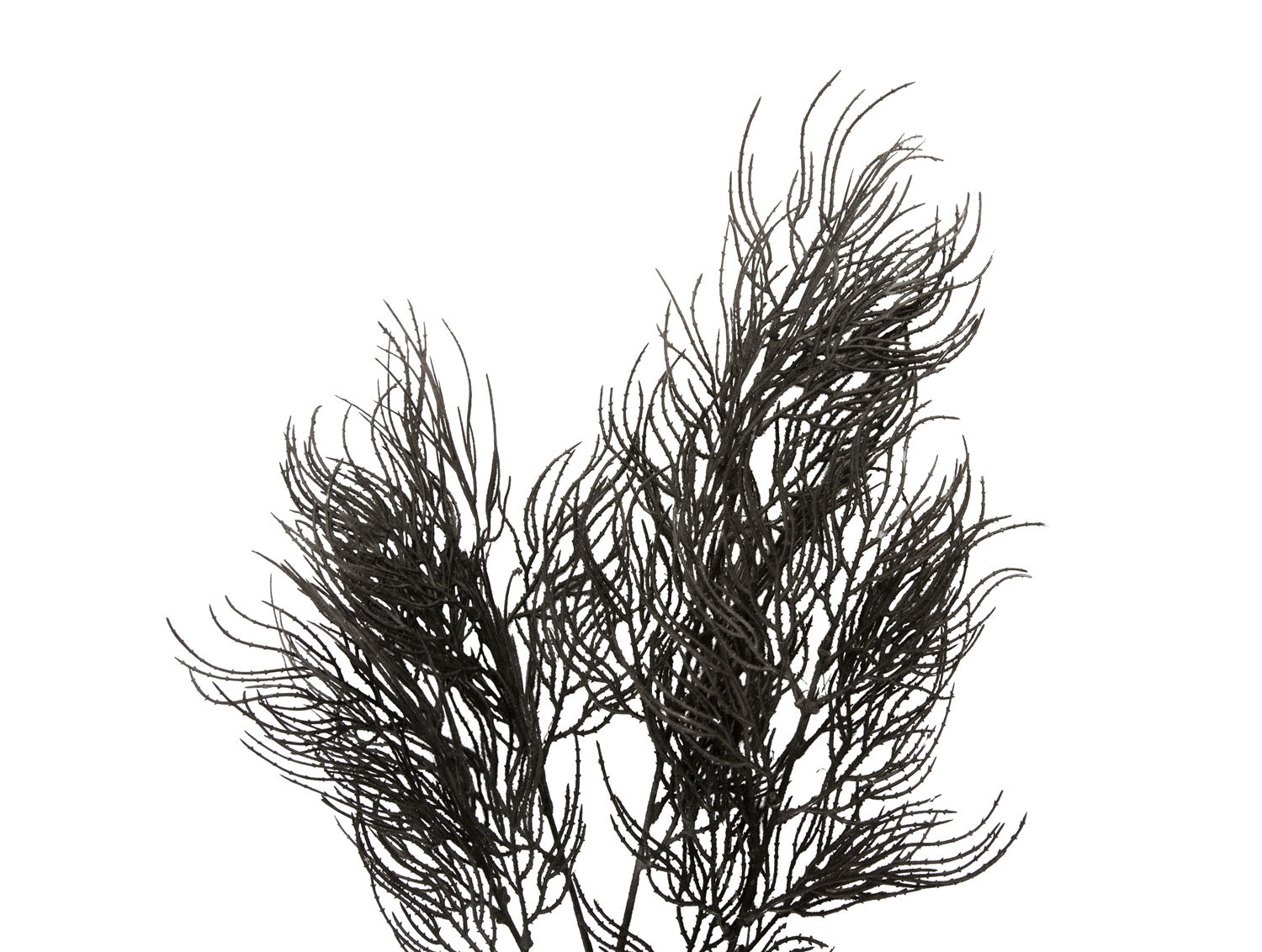 Kunstplant Gredona Zwart H86 cm - Afbeelding 2