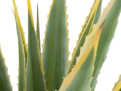 Pot Hierrol groene agave kunstplant met gele randen, strak en hoog, in stevige pot