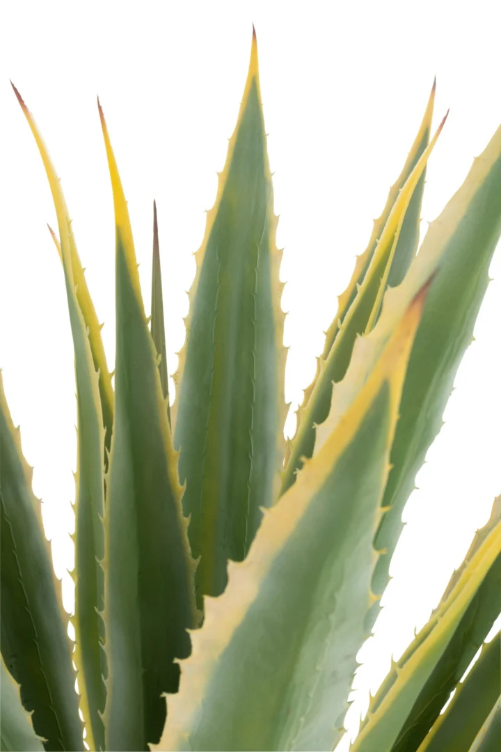 Pot Hierrol groene agave kunstplant met gele randen, strak en hoog, in stevige pot