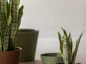 Kunstplant Stelin Kunststof Groen H47 cm