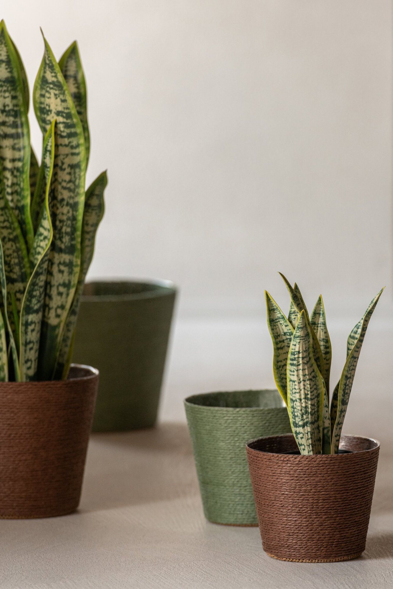 Kunstplant Stelin Kunststof Groen H47 cm