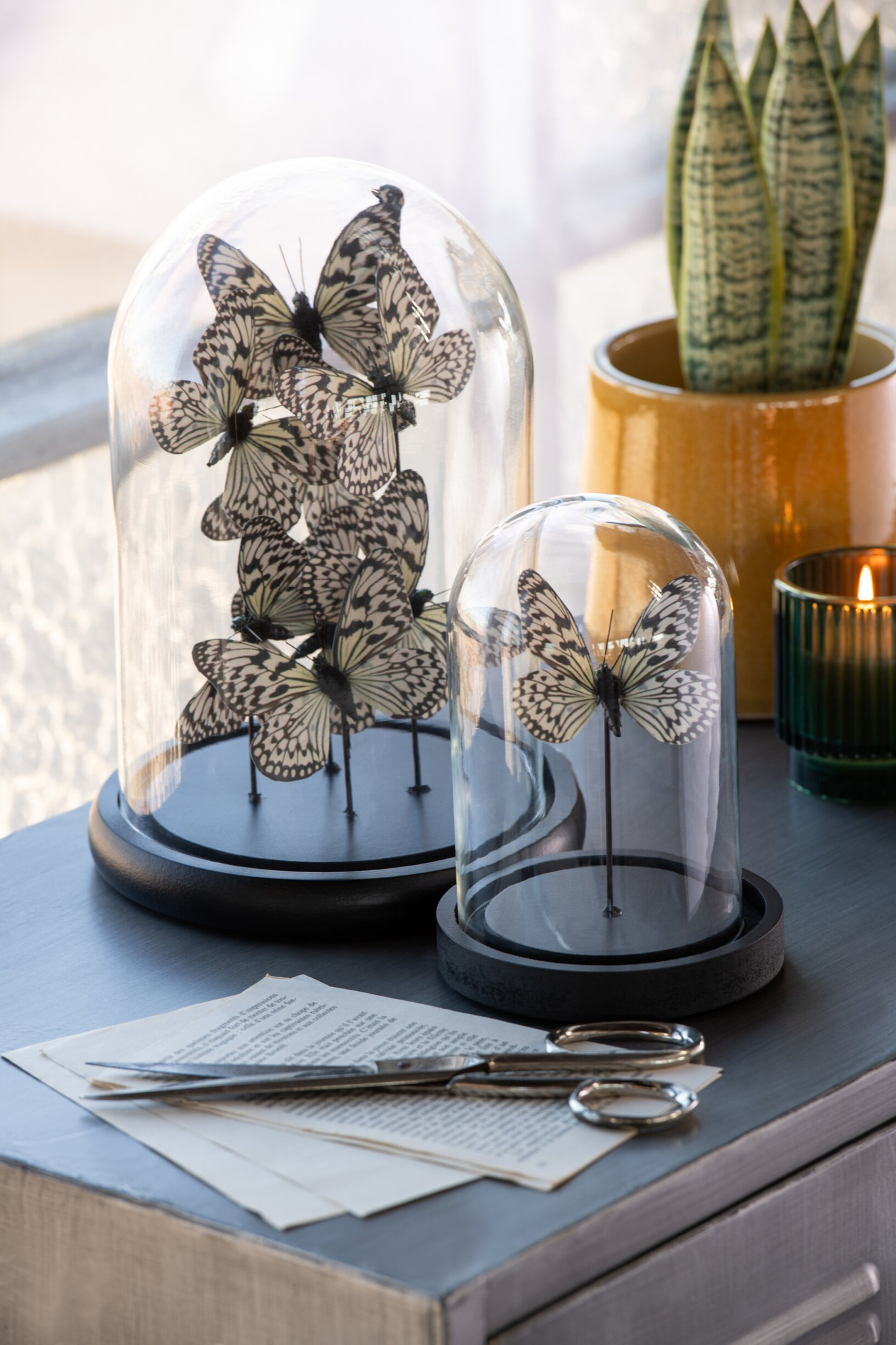 Decoratiefiguur Flabia glas zwart met vlinders onder stolp, stijlvolle woonaccessoire 26 cm hoog