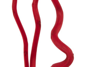 Droogbloemen Skoolund Rood