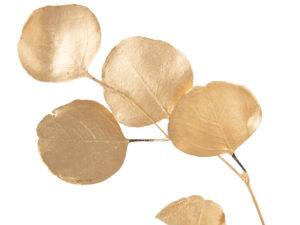 Droogbloemen Mastik Goud