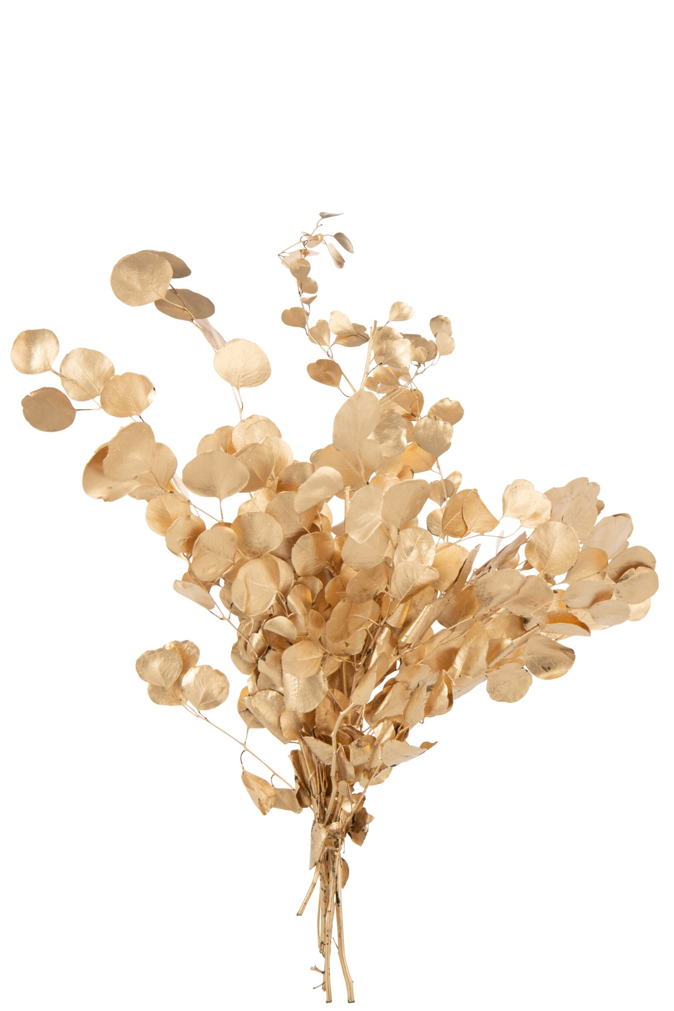Droogbloemen Mastik Goud - Afbeelding 4