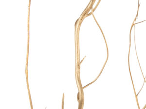 Droogbloemen Meiskond Goud