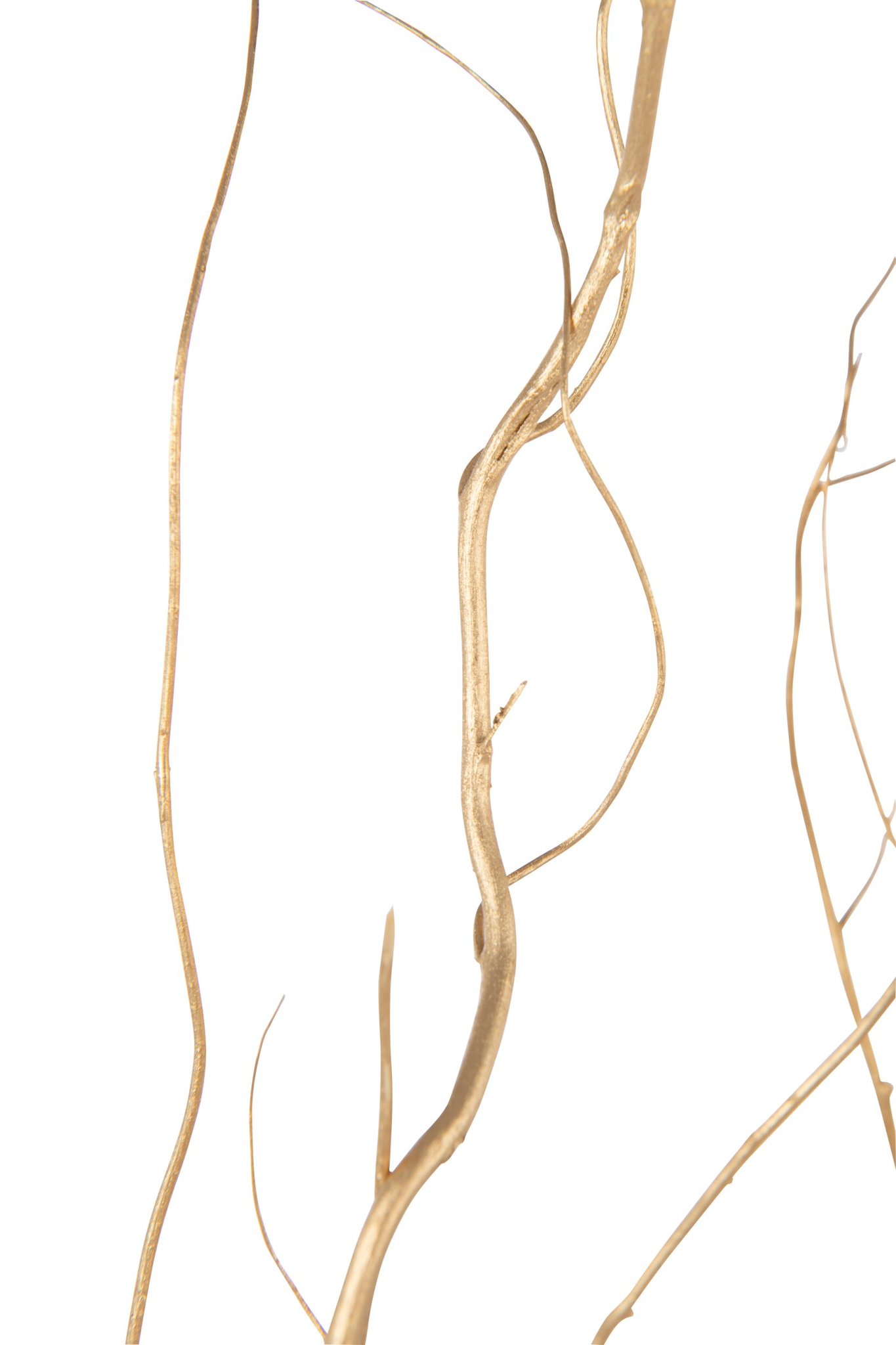 Droogbloemen Meiskond Goud