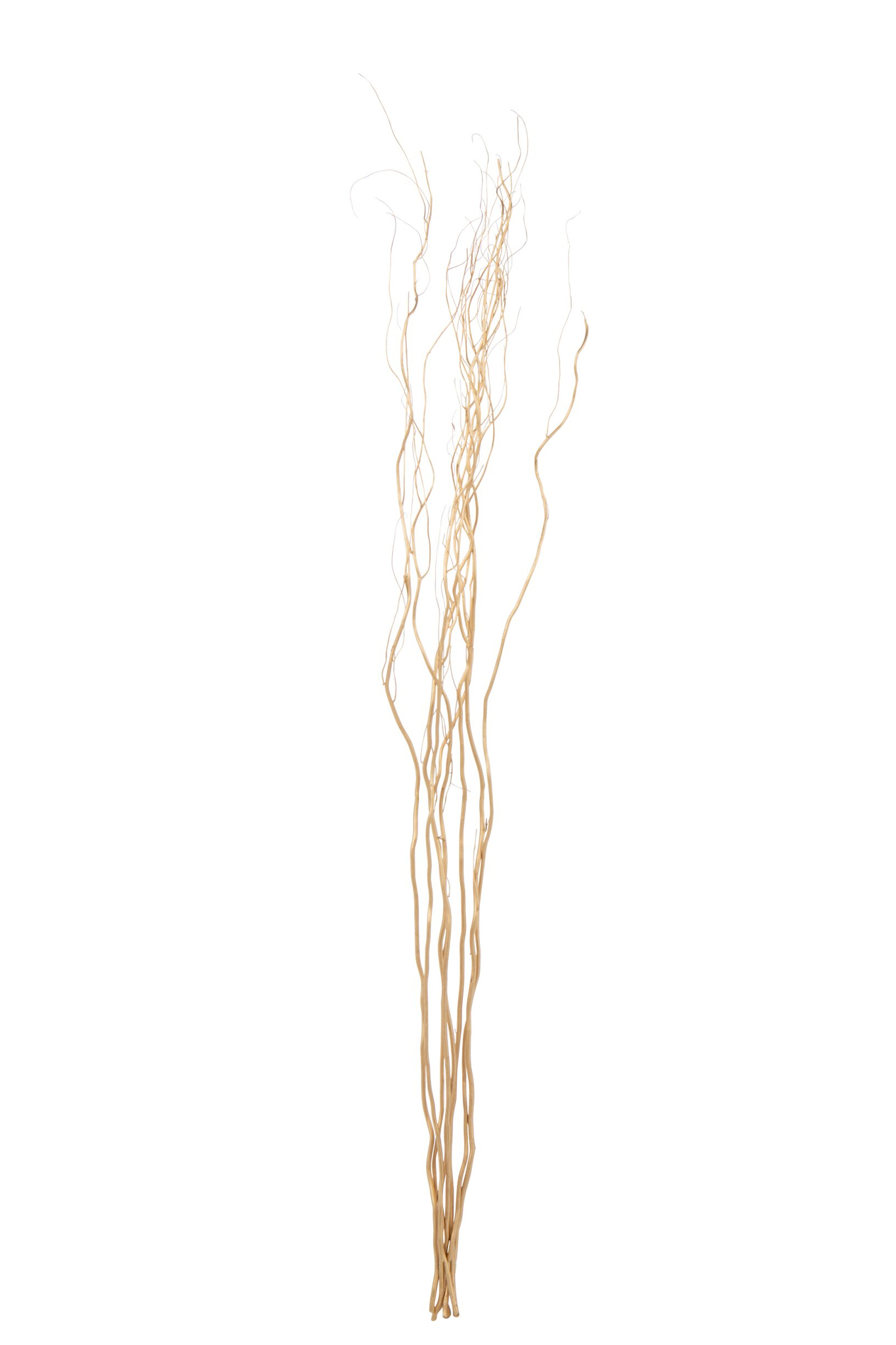 Droogbloemen Meiskond Goud - Afbeelding 2
