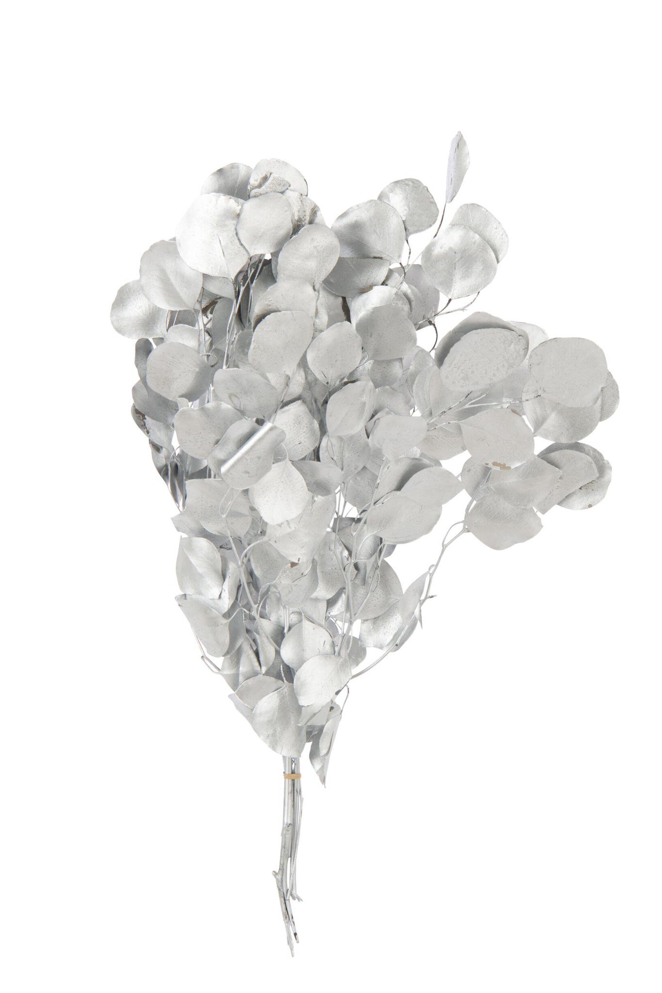 Droogbloemen Troorril Zilver - Afbeelding 4