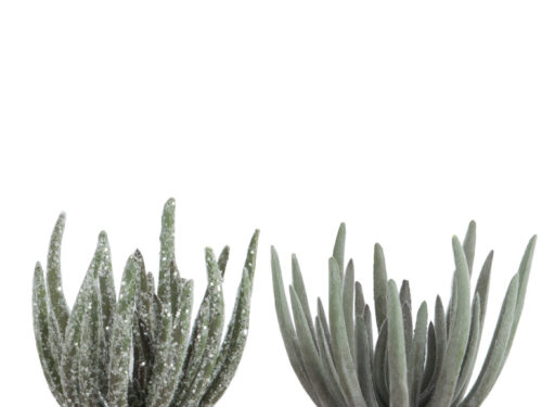 Kunstbloem Kleemmal groene Echeveria-succulenten van kunststof, set van 2, compact en sfeervol