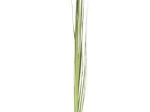Kunstbloem Cander Kunststof Groen