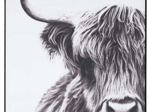 Fotolijst Heelvond zwart met groot zwart-wit Highland koeienportret, strak en eigentijds design