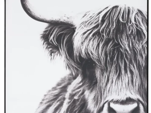 Fotolijst Heelvond zwart met groot zwart-wit Highland koeienportret, strak en eigentijds design