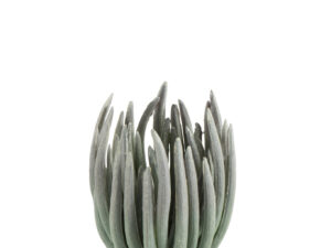 Kunstplant Graummira Groen H18 cm